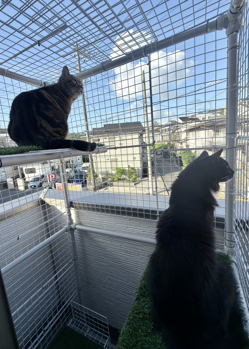ChillwaveCafe's tweet photo. 朝の日陰はまだ涼しいね🌬️
ねこさんもニャルソック🐱♪

熱中症警戒アラート🔔出てる地域もあるので、
暑さ対策万全にしていきましょうね🐾

猫がいる幸せ
cat lover https://t.co/RsoYp7rNMS