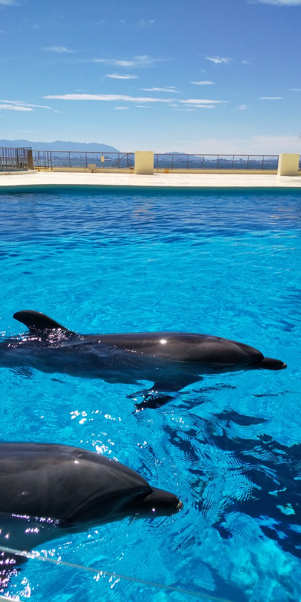 きょうも暑くなりそう(汗)イルカになりたい🐬 イルカといえばあい