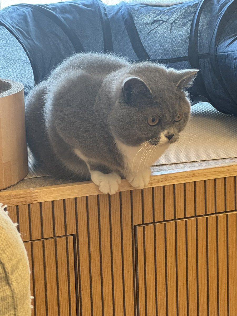 56thecat's tweet photo. おはごろー
#ブリティッシュショートヘア
#猫好きさんと繋がりたい
#猫のいる暮らし
#BritishShorthair https://t.co/M3DfwssOUV