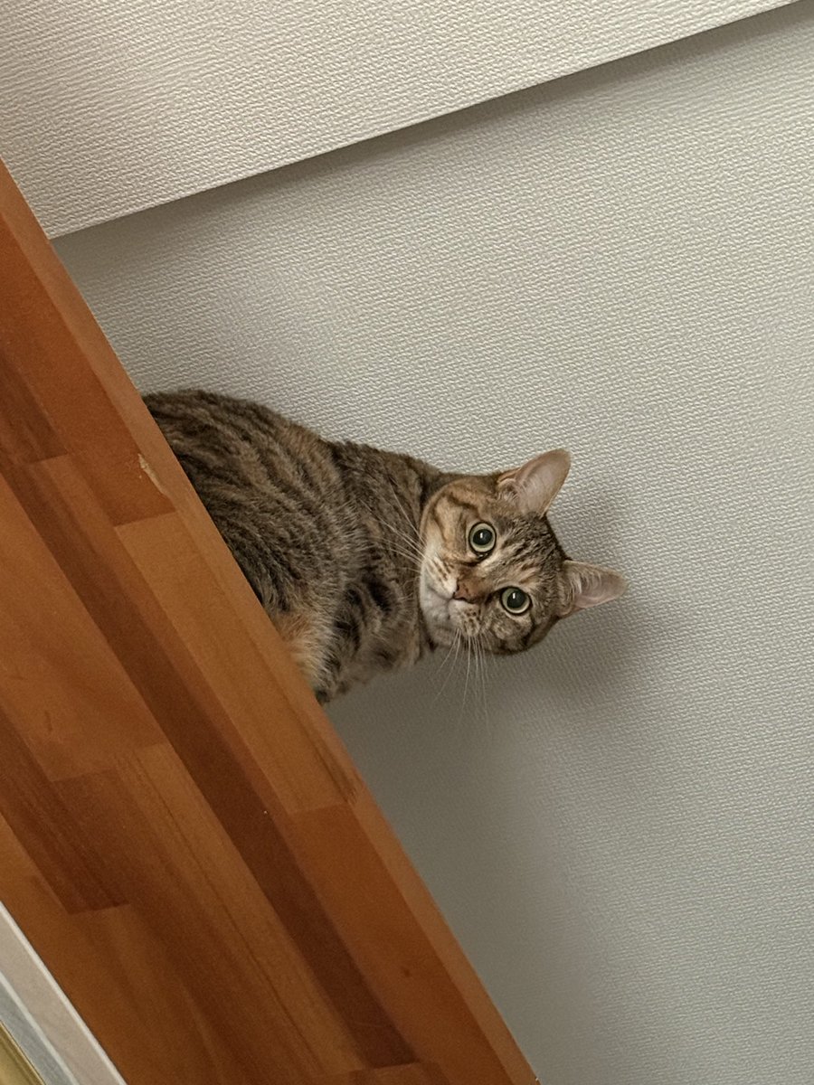 きなこ