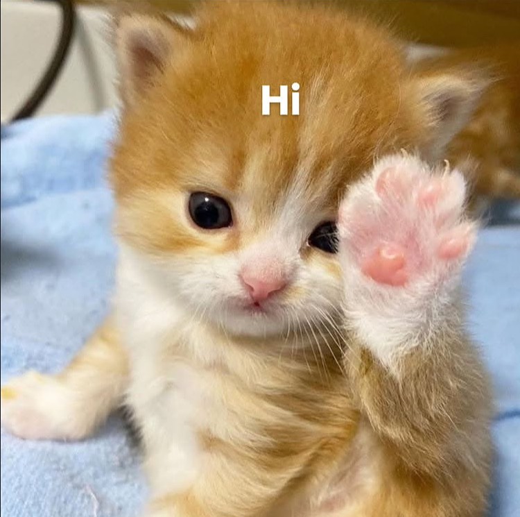catsworldaura's tweet photo. https://t.co/pPUuTGbm3C