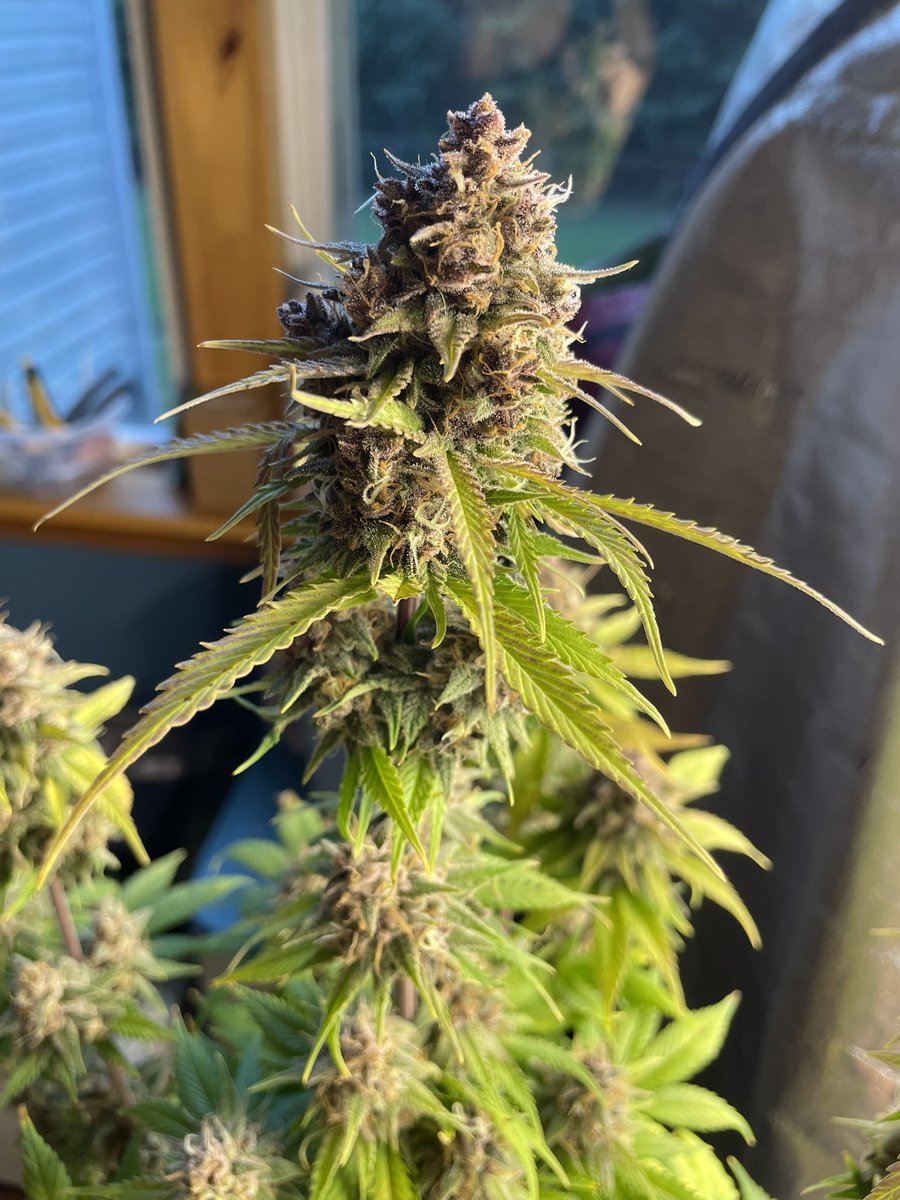 The Real Cannabis Report tweet media