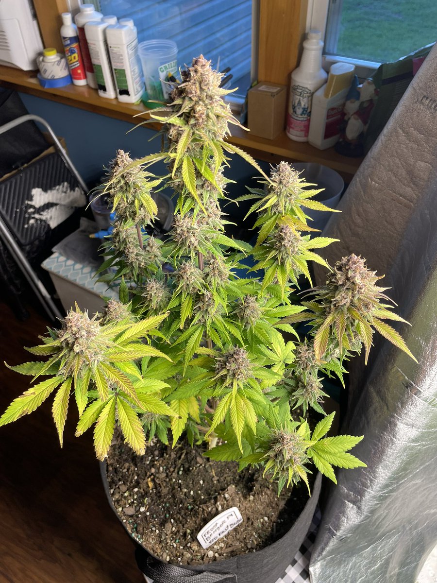 The Real Cannabis Report tweet media