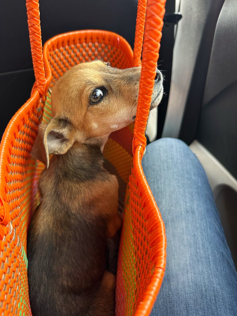 launicaGatti's tweet photo. Hoy me encontré a esta criatura y no pude dejarla en la calle. Casi dos meses, 1.800 kilos, deshidratada y anémica. Ya está recibiendo atención, y yo voy a necesitar que la compartan mucho para que encuentre una familia 💔 https://t.co/NZ7Bw0dgd6