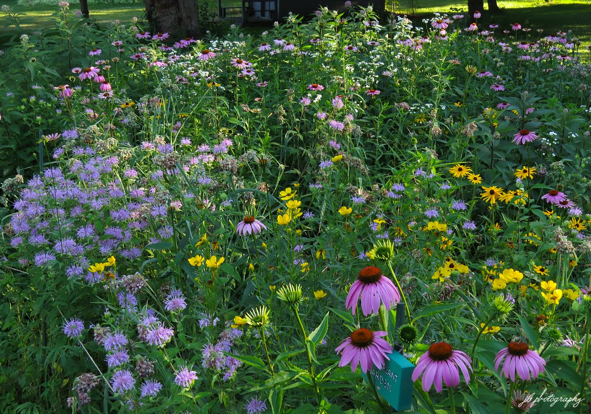 PlantNativeWI's tweet photo. Still hard to believe there was a time when I didn't have this in my backyard. It was all empty lawn... But even harder to believe most people still don't. https://t.co/lZYGh0aoyK