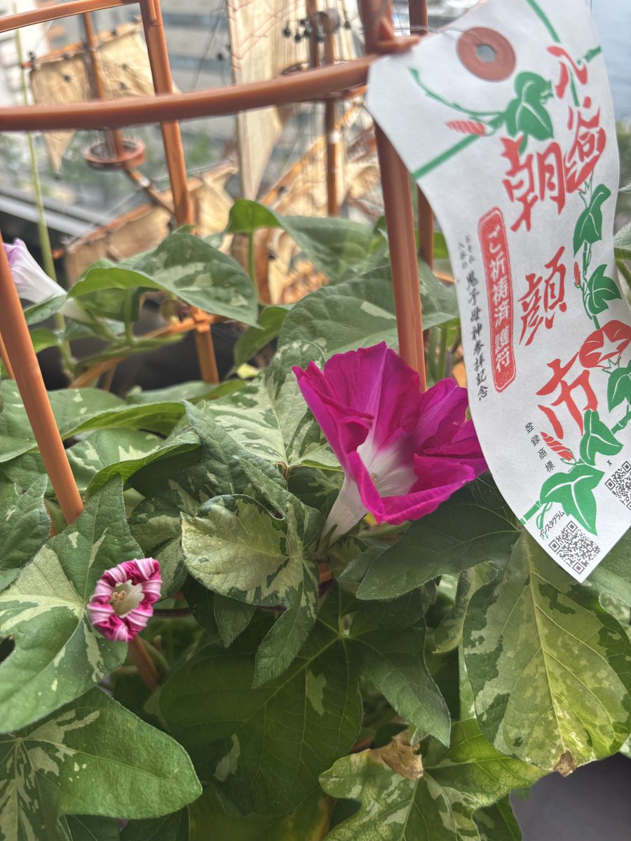 JCIS_official_'s tweet photo. おはようございます！
オフィスの #朝顔 です。
最近の癒しです。すっかり夏ですねー。
#企業公式が朝の挨拶を言い合う https://t.co/5r8Z2qtlGG