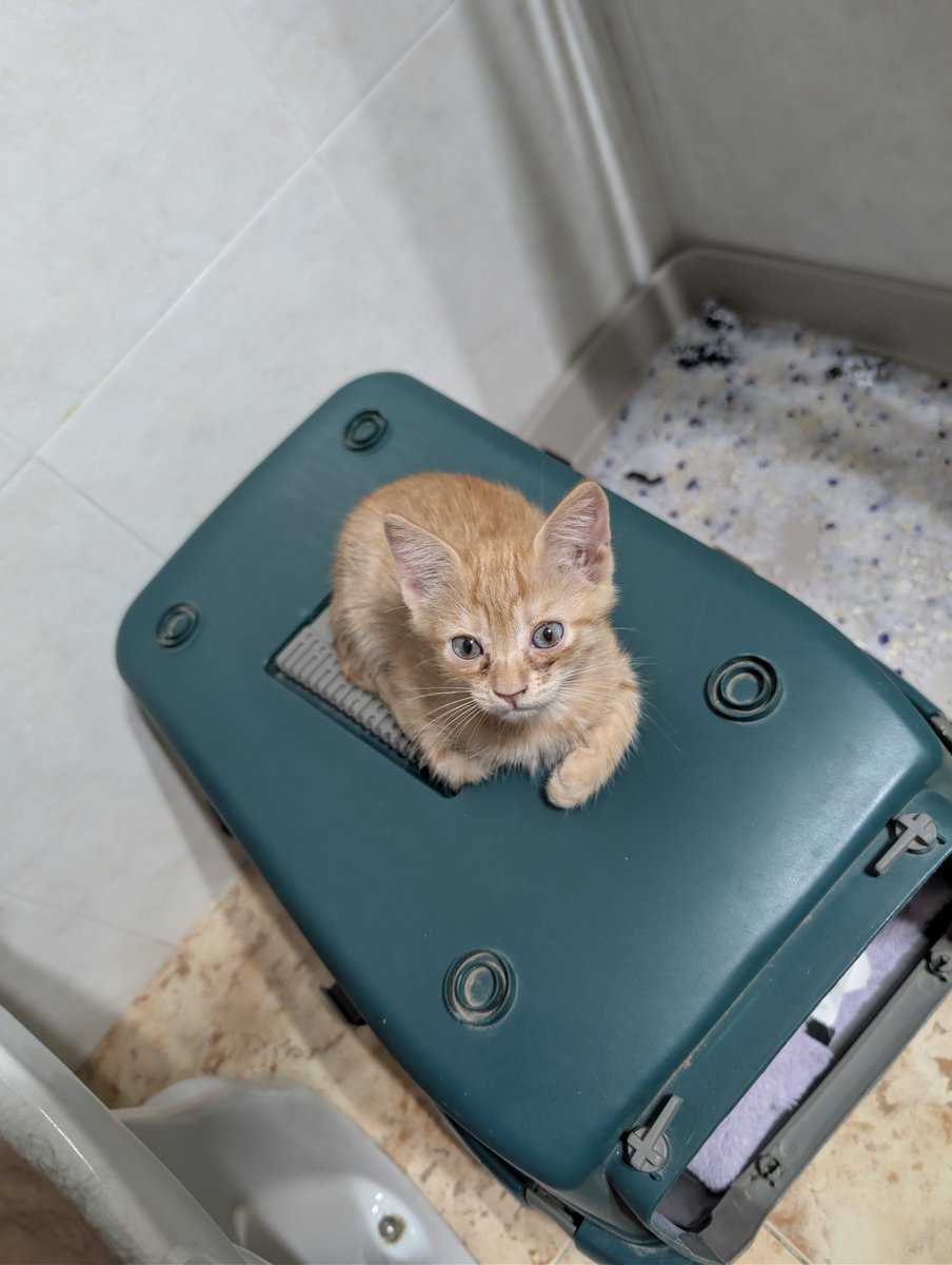 socunpringat's tweet photo. ya escalan el transportin mis bebes https://t.co/W4rWQojqa3
