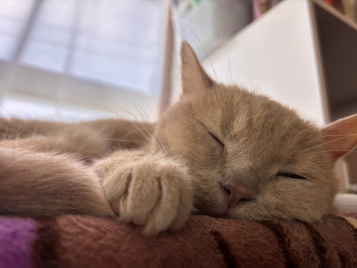 jun_mamoru's tweet photo. おはよう🐈‍⬛
最近逃亡癖ついて困ってる🥲
酸素室から出たいくらい元気なのはいいんだけども！留守にしてる時は入っててくれ〜😸

#猫のいる暮らし
#拡張型心筋症
#ブリティッシュショートヘア
#闘病中
#猫好きと繋がりたい https://t.co/T1PH1M9d24
