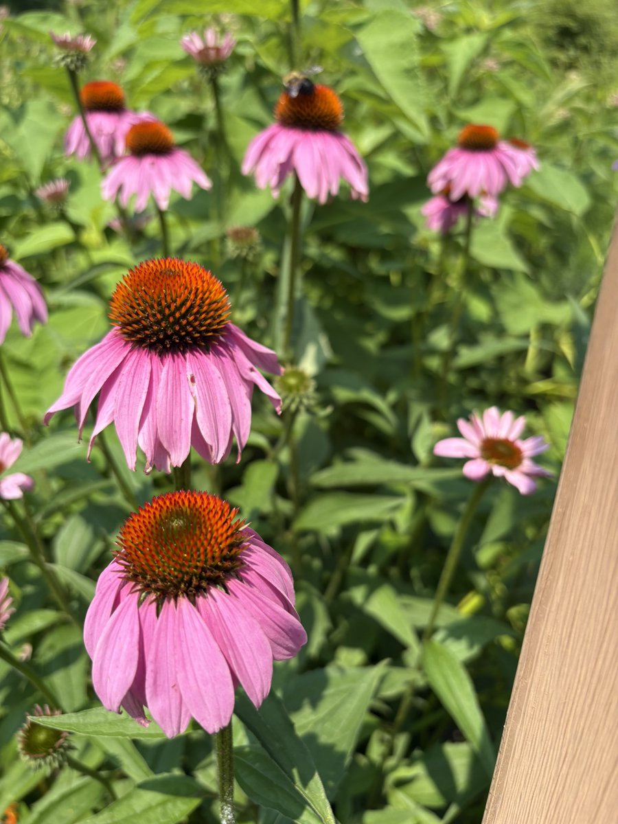 grumpy_gus20's tweet photo. Summer flowers! https://t.co/ML3S5aQpOr