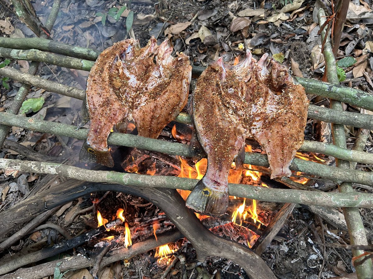 SweepTheLeg45's tweet photo. @crappiedoc All your posts are legit. 
This was in the Amazon rainforest last year: peacock bass, leopard catfish, arrowana https://t.co/OK1WVfrfwb