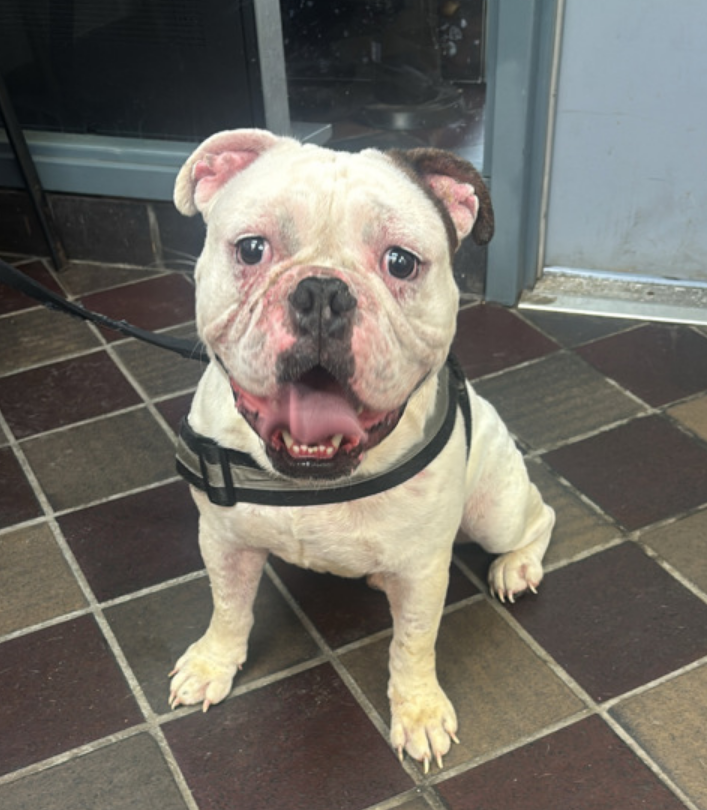 notthesameone2's tweet photo. 🐾1-y/o Koka Kola surrendered b/c owner says has no time for him. Came in just days ago & already listed b/c nipped a hand when handler was using spray cheese. Playful, earned 2nd best behavior rating, friendly w/ strangers, kids, familiar dogs & cats; he has it all & cute too. Has an ear infection & allergies. Needs a foster offer by 7/16: https://t.co/5Gh9WFroTy