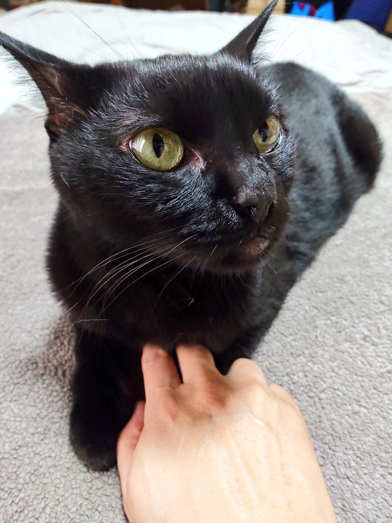 11totto22's tweet photo. 暑くなったからか朝から猫達も起きている事が多くなった。
昨日に続き今日も暑いようなので、熱中症や体調を崩さないように気をつけないと。
7月も今日でほぼ半分、時間が経つのは早い。 https://t.co/cXf8JUg2Wd
