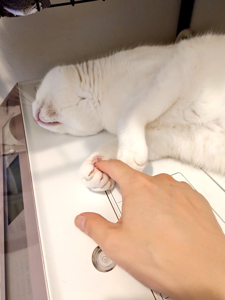 11totto22's tweet photo. 暑くなったからか朝から猫達も起きている事が多くなった。
昨日に続き今日も暑いようなので、熱中症や体調を崩さないように気をつけないと。
7月も今日でほぼ半分、時間が経つのは早い。 https://t.co/cXf8JUg2Wd