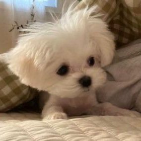 lovintheice's tweet photo. baby baekgu 😉 #sunghoon https://t.co/ltgu5yaUlm