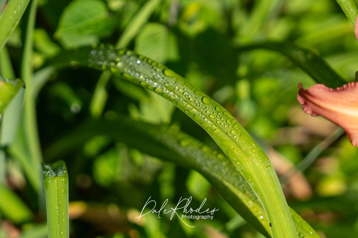 DalePhotography's tweet photo. @MandyLSimard #droplets https://t.co/5I59ZXIp8U