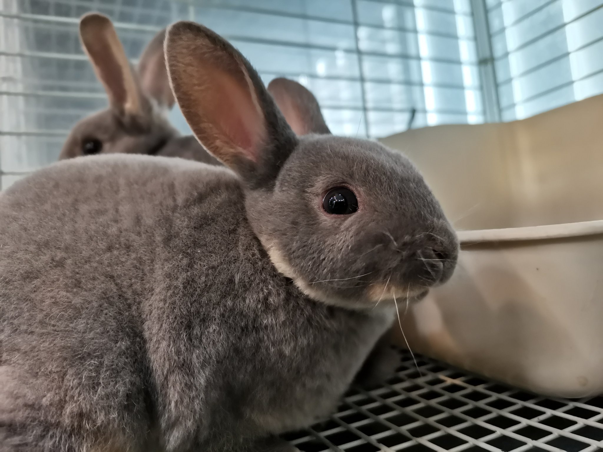 うさぎショップ LoveRabbit on X: 