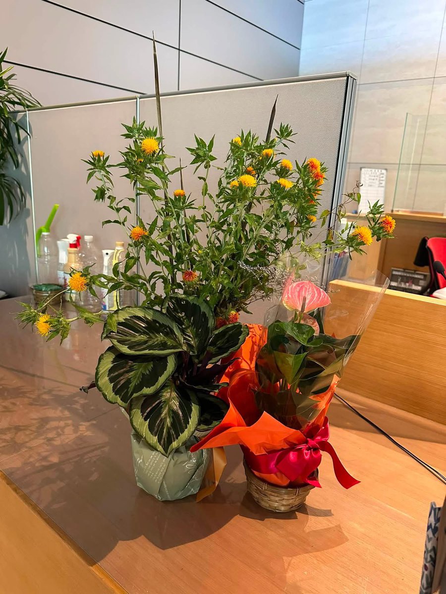 yasue_funayama0's tweet photo. 山形の県花、紅花。
今が見頃です。
山形県東京事務所から頂いた紅花、自分の事務所だけではもったいないので、参議院議員会館の玄関にもお裾分け‼️
来館の皆様に広く楽しんでいただければ♪ https://t.co/vY2Igw13cW