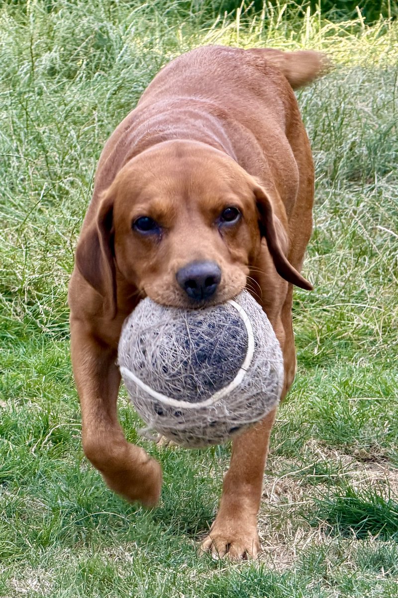 FoxRedLester's tweet photo. New balls, please. X https://t.co/4Ykg7Z9yWQ