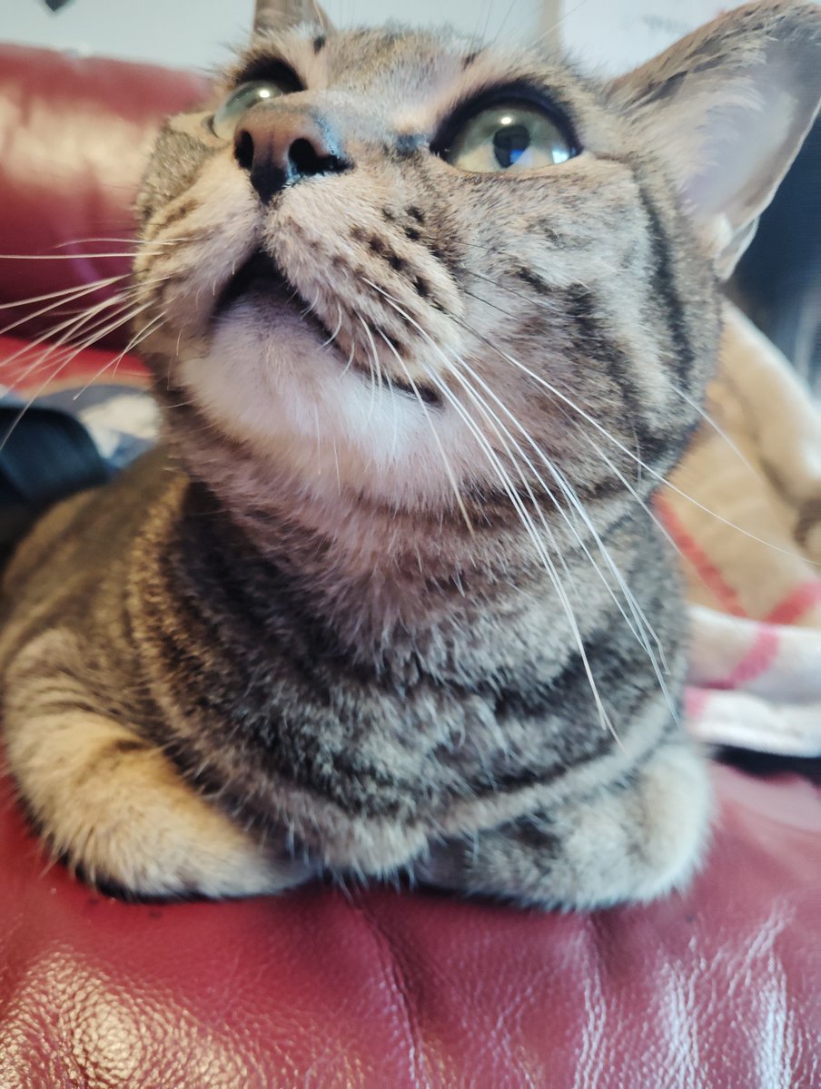 メンテの日なので猫を貼る (ΦωΦ^)