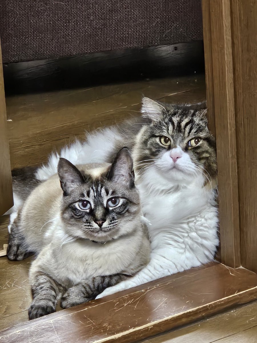 猫のいる生活