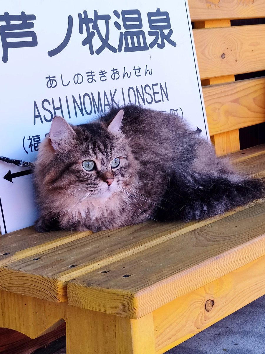 ashinomakionsen's tweet photo. おはようございます♪
本日はりくくんがお手伝いに来てお見送り致しました♪ https://t.co/4paaSvhcCL