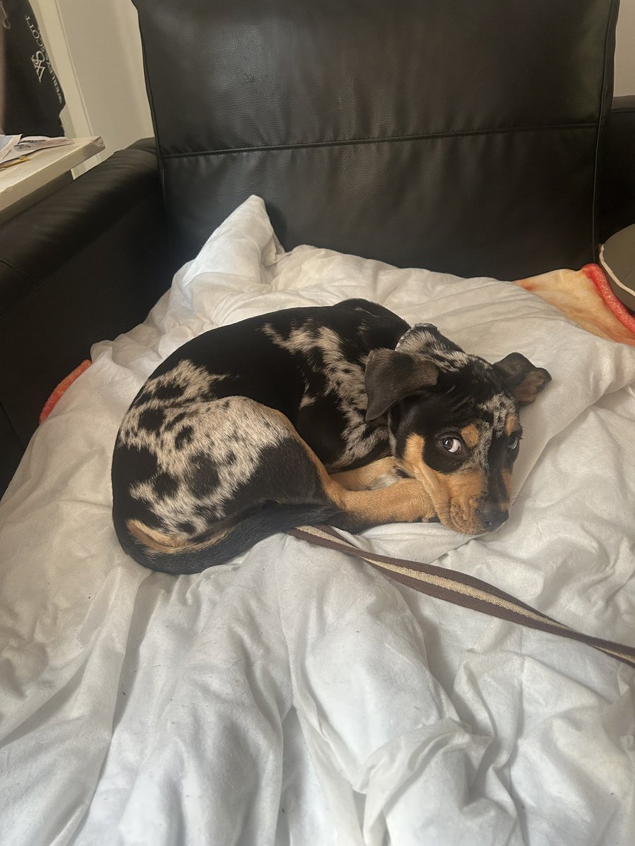 vexariia's tweet photo. pls stop growing pup i’m going to CRY https://t.co/0Ot66f7m1N