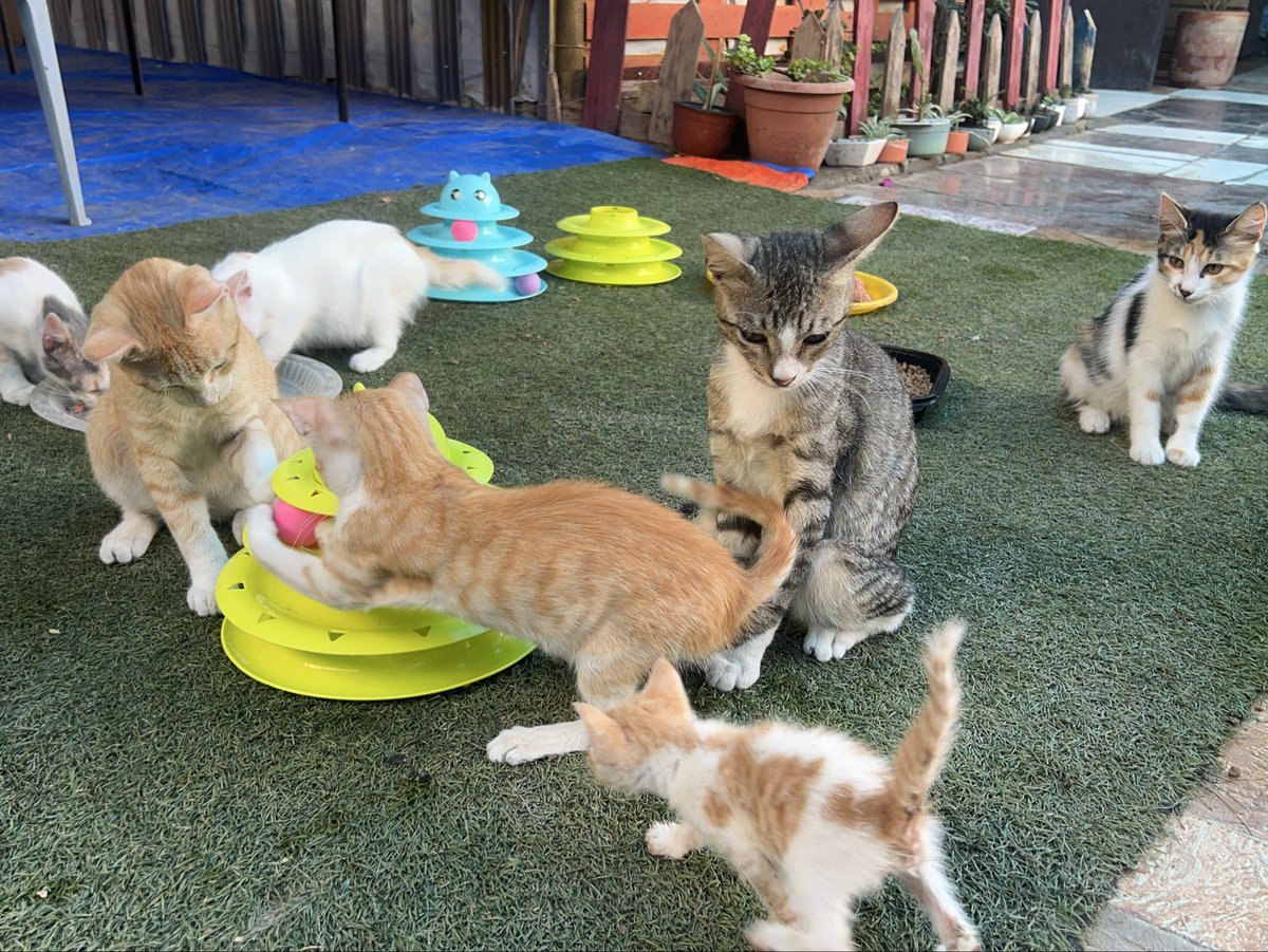 RescueCare's tweet photo. Maybe they don’t know there is a war outside.

Maybe that’s the whole point.

At Salam Animal Care, I want them to know toys, friends, food, and safety.

Let the fear stay outside for as long as I can keep it there.❤️🐾🇵🇸 https://t.co/3VFlpepPZh