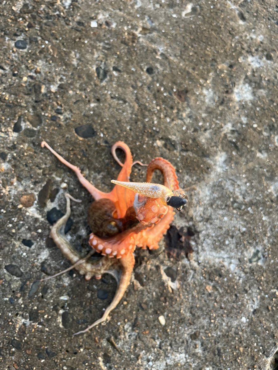 FISHING_TOSHI's tweet photo. 根魚つりたいのに着ドンつらみ

#スワールテールシャッド
#インクスレーベル https://t.co/gzwYmUWo9K