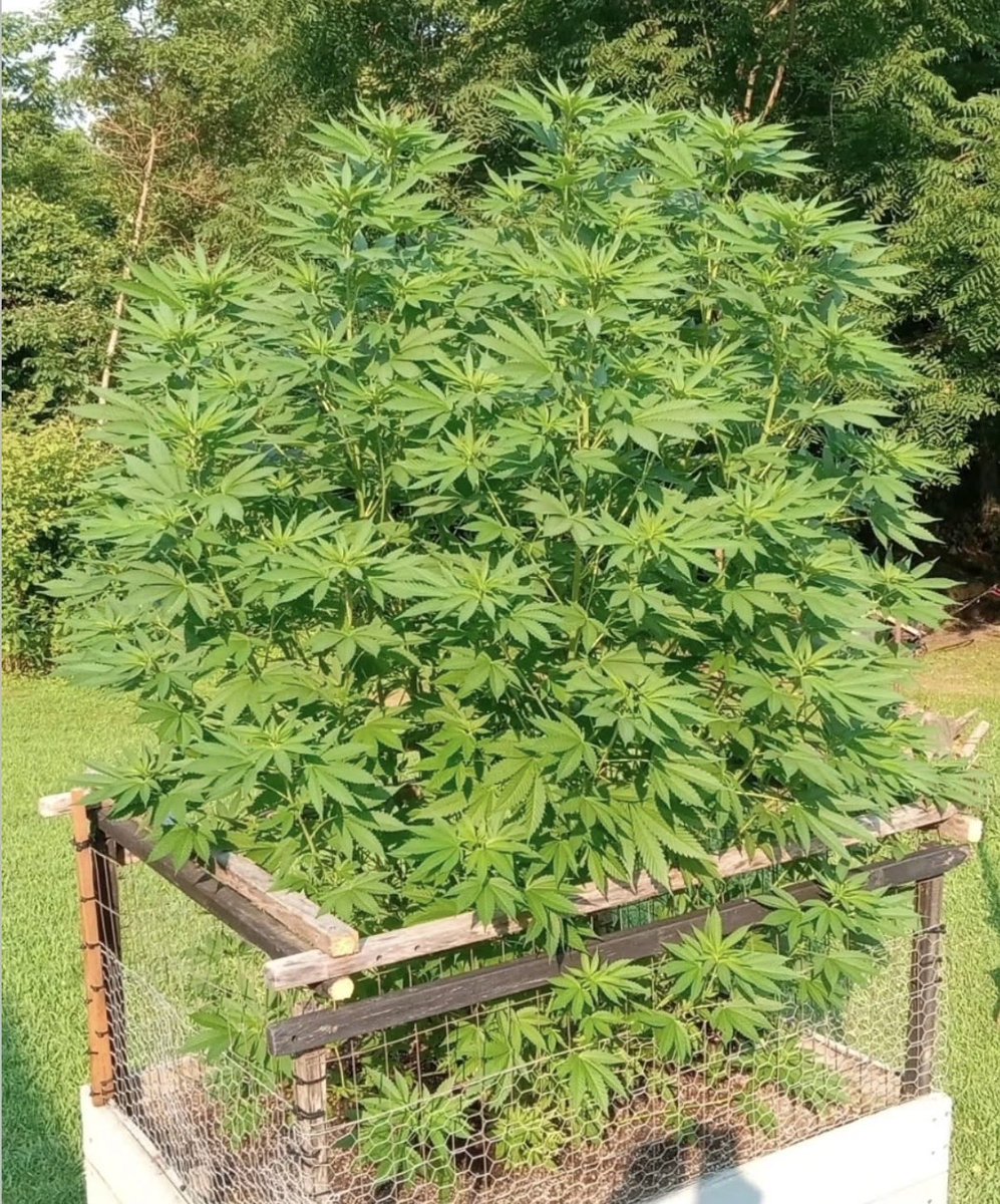 BrothersGrimmOG's tweet photo. Montel’s Dream Widow 👀 getting large outside! 💚🌳 https://t.co/t9lzrcV9jE