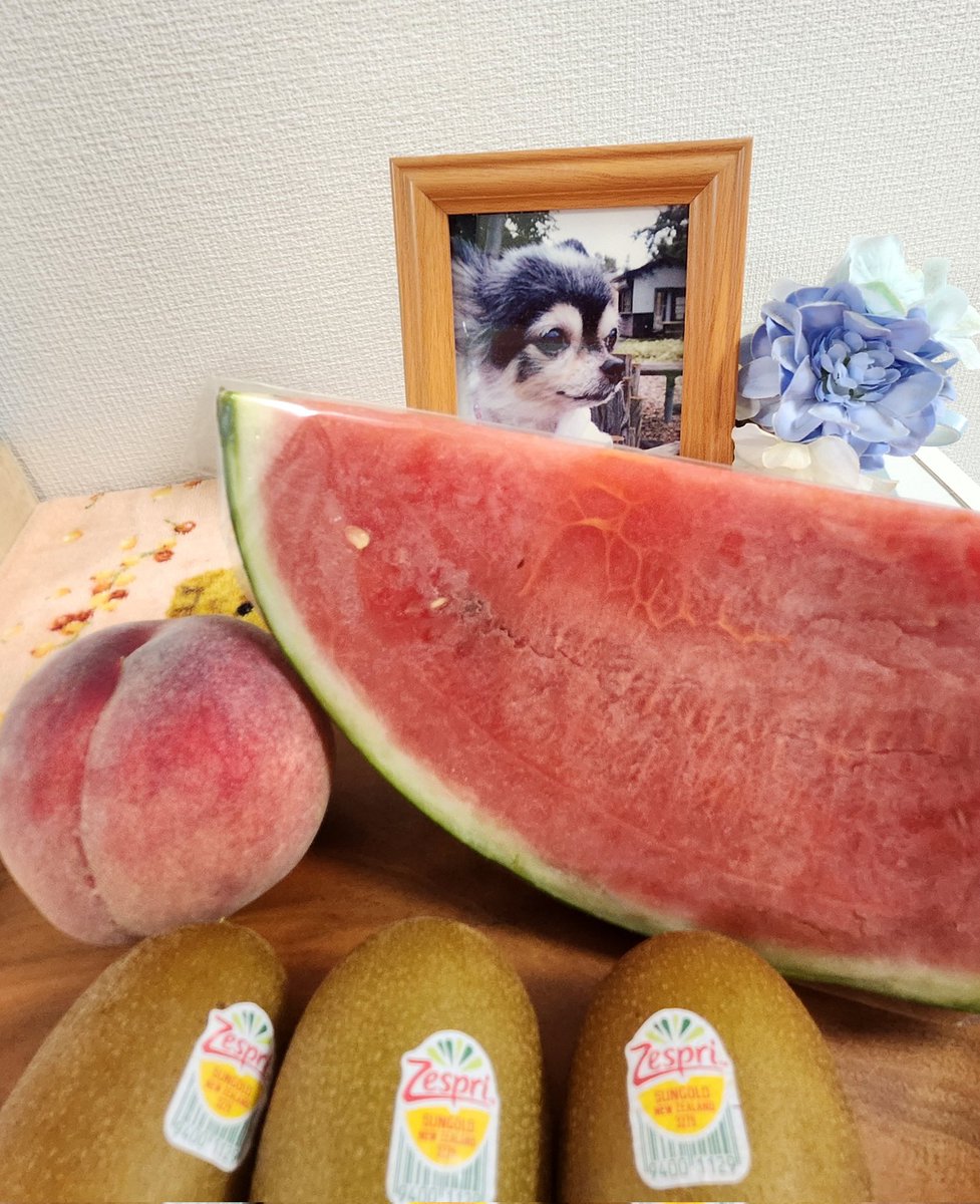 coflumpool's tweet photo. 2026年7月15日 モカの月命日
大好きだったスイカ
たくさん食べてね
モ��が一番大事

#チワワ
#月命日
#会いたい
#寂しい
#ペットロス https://t.co/NyOoZ8dKWg