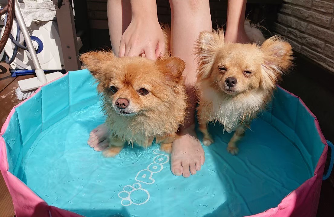 DogfamLife's tweet photo. 誰も幸せじゃない地獄のプール大会の様子はこちら。

#dogfam #こめ #むぎ #本人写真 https://t.co/pcsimKEEFf