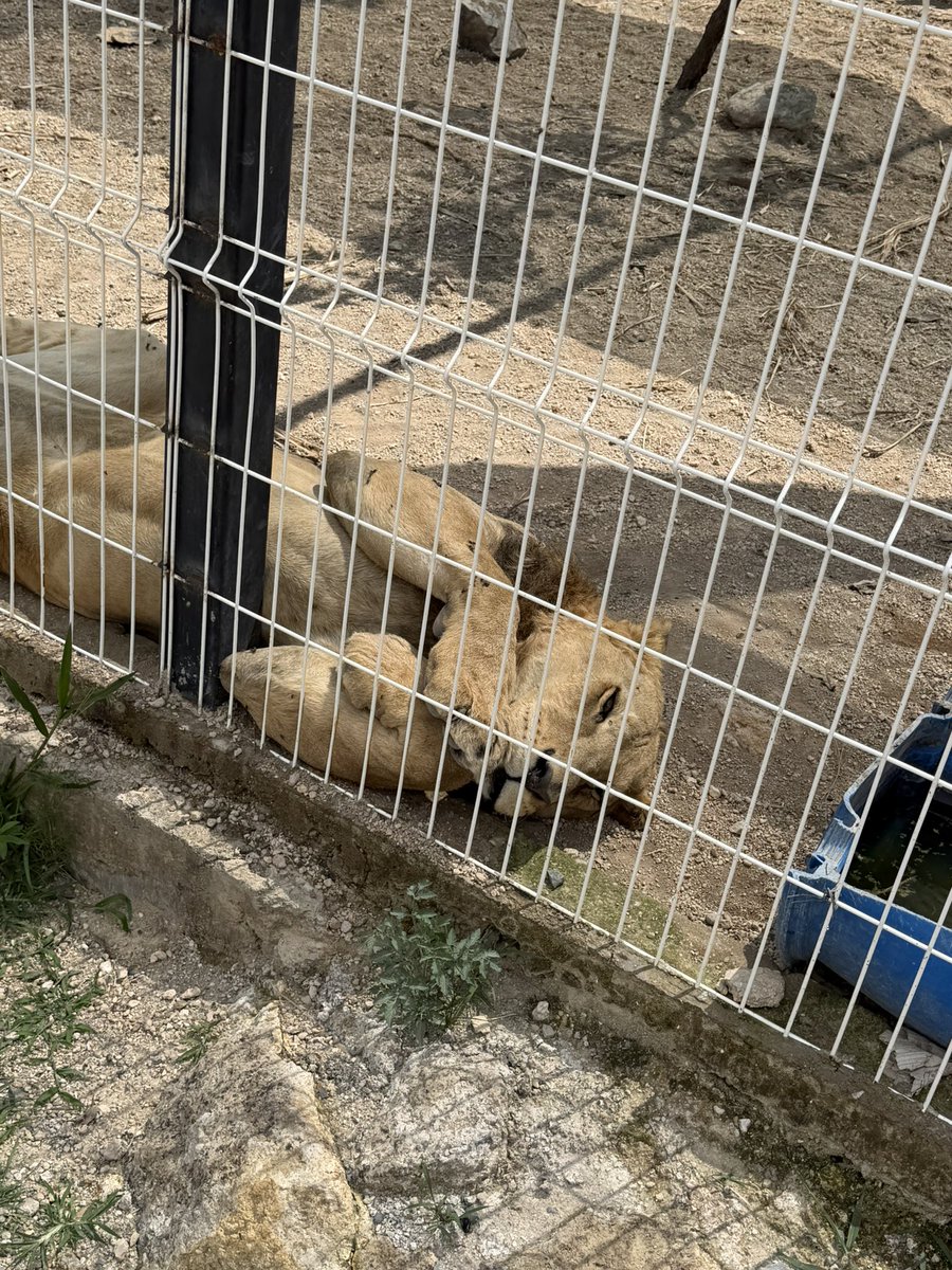 Luma_pym's tweet photo. @PabloLemusN @EcologiaZapopan apoco si verifican el buen cuidado de estos animales en cumbre salvaje en Zapopan agua verde, jaulas pequeñas https://t.co/DnLnp1C37E