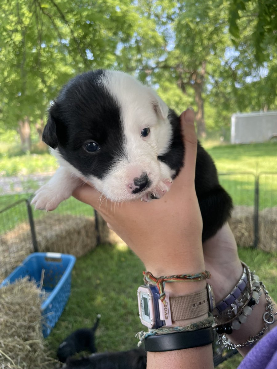 solanummoon's tweet photo. she is the smallest thing ever https://t.co/KtFdSsyODh