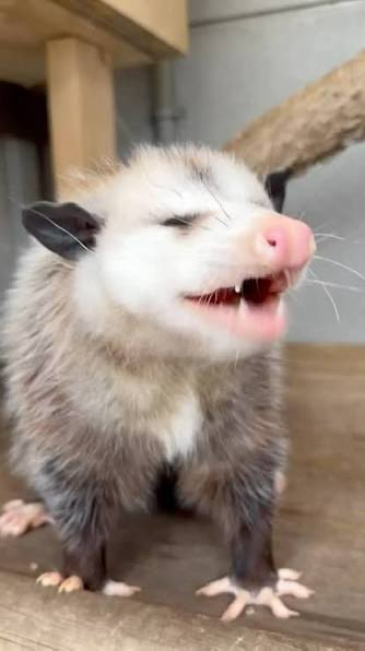 Virginia O’Possum tweet media