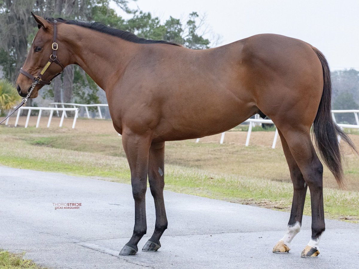 insigniahorses tweet picture