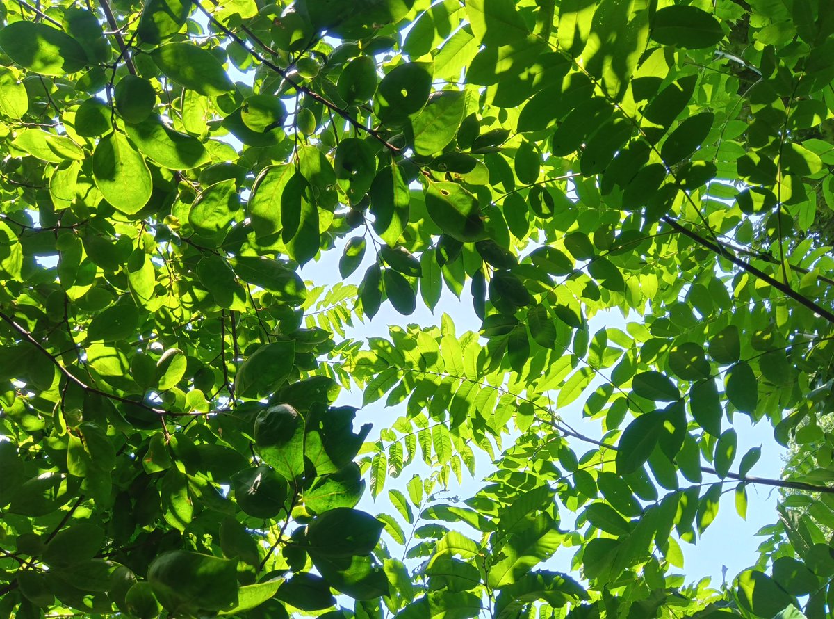 especmic's tweet photo. 今日は雑木林の維持管理です。急な酷暑なので熱中症に気をつけて作業します。でも、外の仕事は楽しいですね。 https://t.co/EGM6U5F6Db