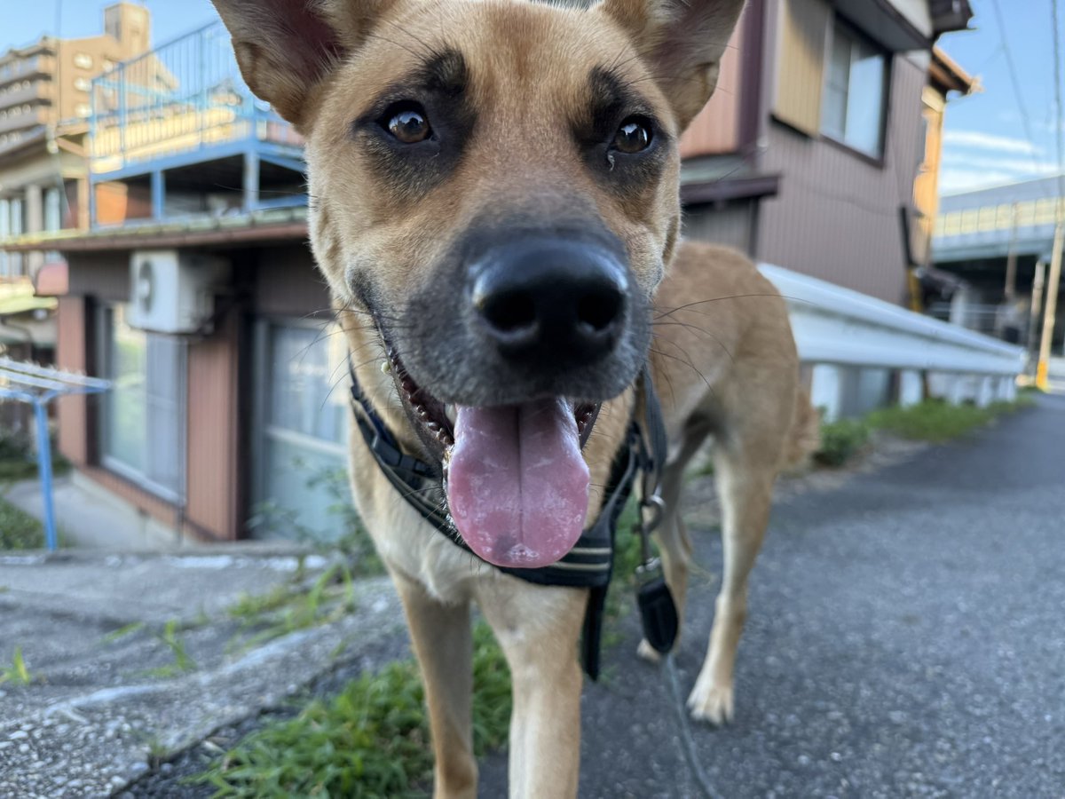silspi's tweet photo. 東に向かう
飼主。
坊やは冷え冷え和室で
留守番。
#雑種犬 #chita_dog #知多犬 #野犬の子 #happyboy #USG # https://t.co/ZdKfdCOKuj