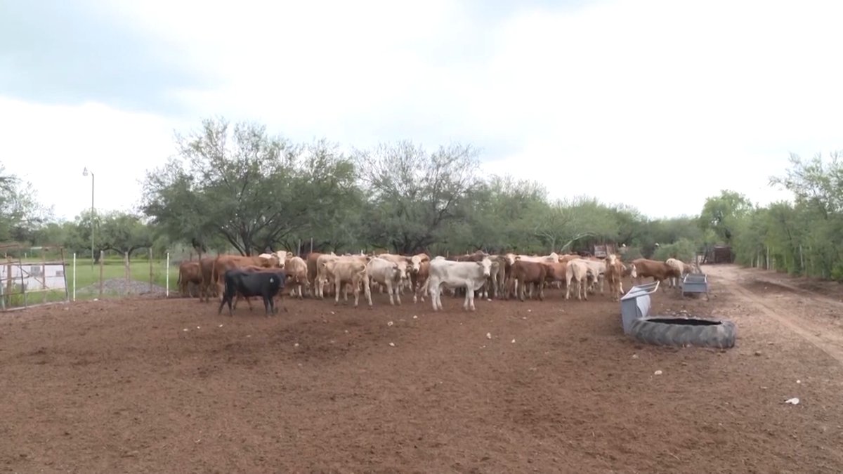 Canal44CUU's tweet photo. #Local | Refuerzan medidas sanitarias tras primer caso de gusano barrenador en Chihuahua https://t.co/c5VrQn8d8P https://t.co/Jr9ccpAxfM