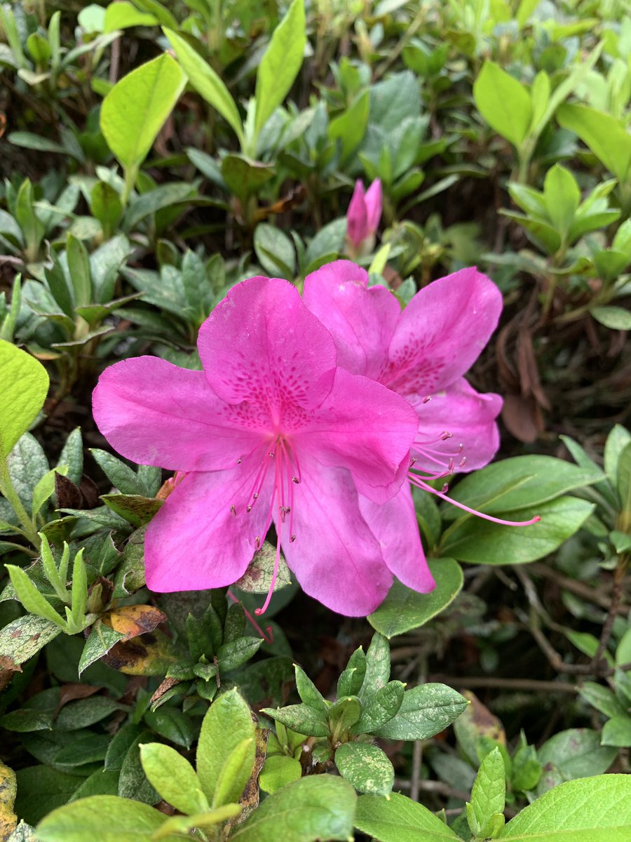 khanifirsyad's tweet photo. Bunga Azalea 🌸

Salah satu bunga favorit saya, bentuk dan corak warnanya cantik. Ia melambangkan cinta, keanggunan, serta pesan "jagalah dirimu baik-baik"

Ada yg suka bunga azalea juga?☝🏻 https://t.co/jd3toO5Gnl
