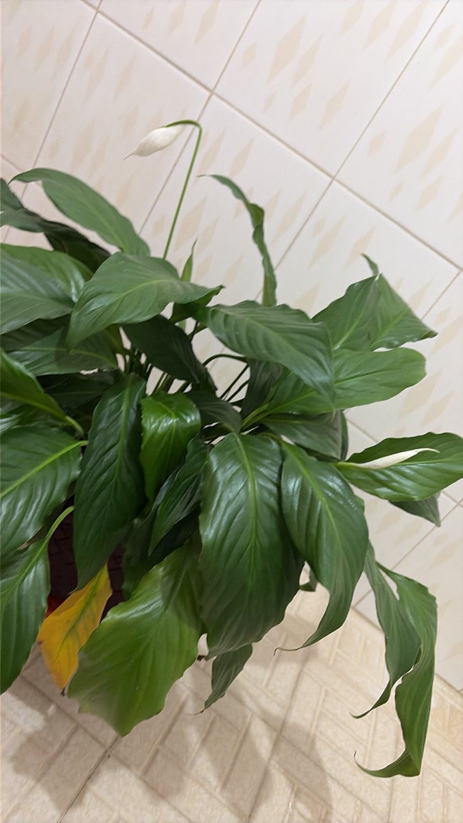 tilingaprime's tweet photo. quisiera enseñarles la planta que mi mamá me dio, ayer llegué después de unos días afuera y la encontré CASI MUERTA, ya la regué y todo y revivió un poco https://t.co/CT8sHhg2AB