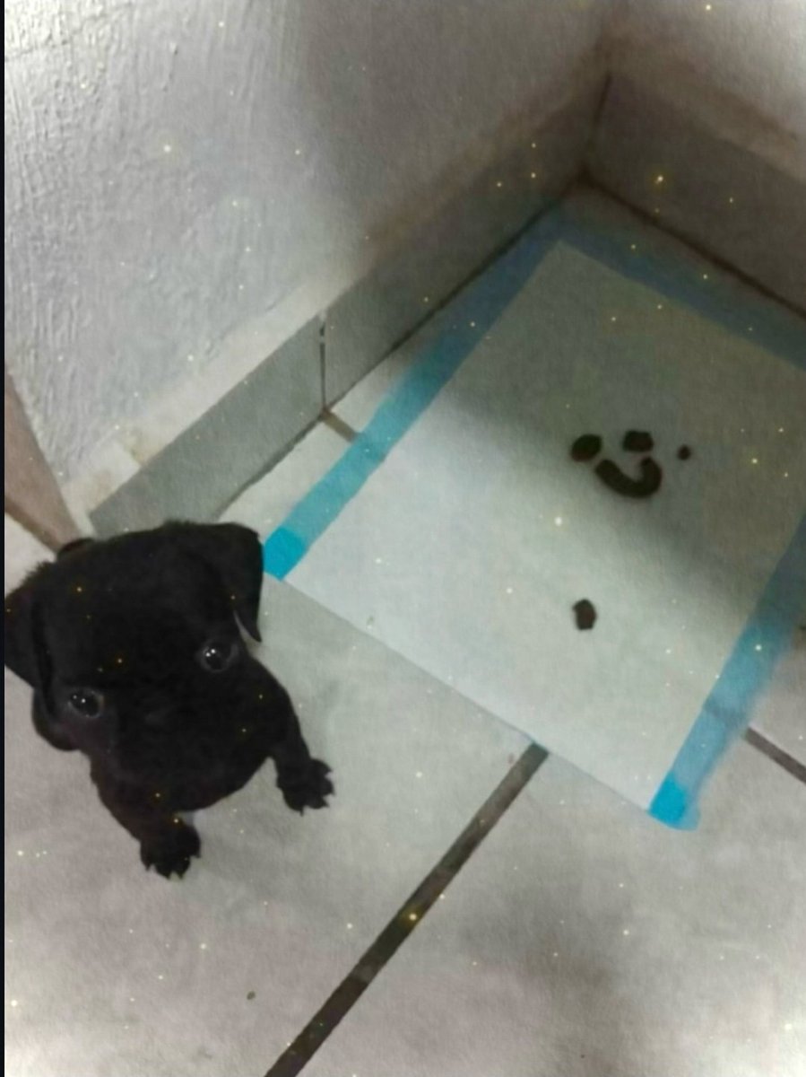 dudwmx's tweet photo. O COCO DO CACHORRO SENDO UMA CARINHA FELIZ EU TO CURADA. https://t.co/9HxepmN6Mu