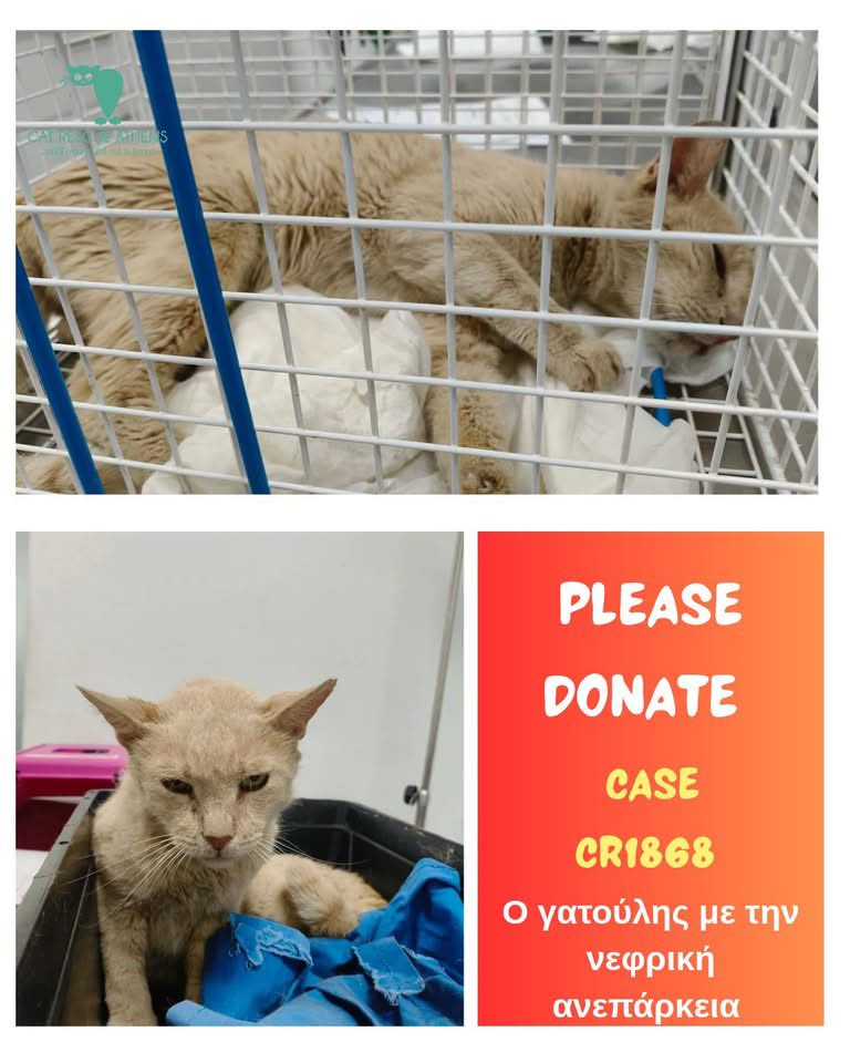 CatRescueAthens's tweet photo. 🚨 Χρειαζόμαστε βοήθεια!

#cra_cr1868

Ο γατούλης αυτός είναι από τις αποικίες μας. Τον τελευταίο καιρό έχασε απότομα βάρος και έγινε πολύ πιο αργός στις κινήσεις του. Οι εξετάσεις έδειξαν νεφρική ανεπάρκεια και χρειάστηκε νοσηλεία με ορό. https://t.co/9MNaHX2AB5