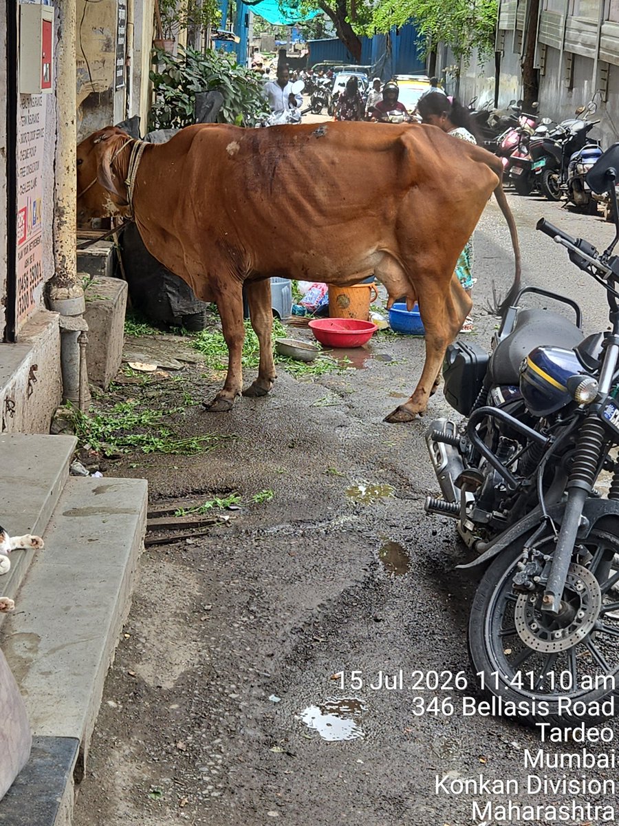 jay11290's tweet photo. बेलासिस पुलाजवळ गांजावाला बिल्डिंगच्या खाली अनधिकृतपणे गाय लावून त्याचा व्यावसायिक स्वरूपात वापर होत आहे महानगरपालिकेने योग्य ती कारवाई लवकरात लवकर करावी@mybmc @mybmcWardD @TawdeRitu https://t.co/myNaYeazXp