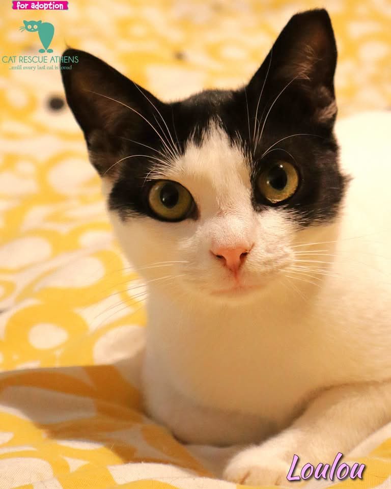CatRescueAthens's tweet photo. 🐱 Λουλού
#loulou_cra #cra_cr1768

Η μικρή Λουλού εμφανίστηκε μόνη της έξω από το σπίτι εθελόντριάς μας, ακολουθώντας τους περαστικούς και ζητώντας χάδια. Ήταν τόσο άφοβη που διέσχιζε ακόμα και κεντρικούς δρόμους για λίγη προσοχή, κι έτσι δεν γινόταν να μείνει άλλο στον δρόμο. https://t.co/hS7nFjgsHN