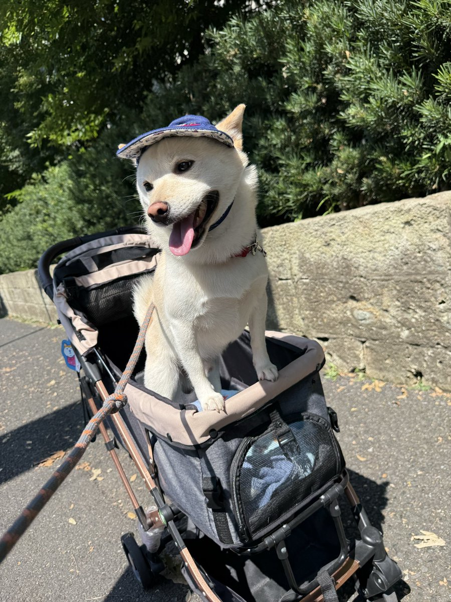 GO0324's tweet photo. 飛んで火に入る夏の犬　☀️🐕

（猛暑でもフル装備で散歩に行く犬、飼い主だけがバテる） https://t.co/Og8rcahrfc