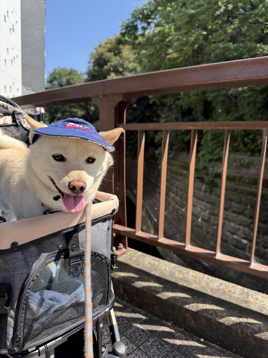 GO0324's tweet photo. 飛んで火に入る夏の犬　☀️🐕

（猛暑でもフル装備で散歩に行く犬、飼い主だけがバテる） https://t.co/Og8rcahrfc