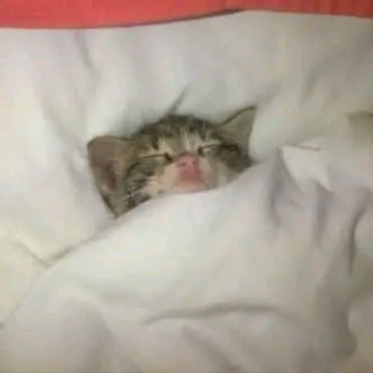 earthbbby's tweet photo. i luv sleep https://t.co/yK1nVCXWj7