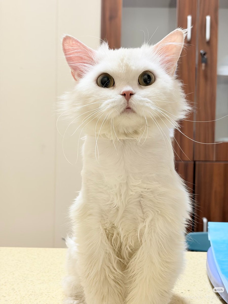 Miaw's tweet photo. https://t.co/WGYHTuHw6M