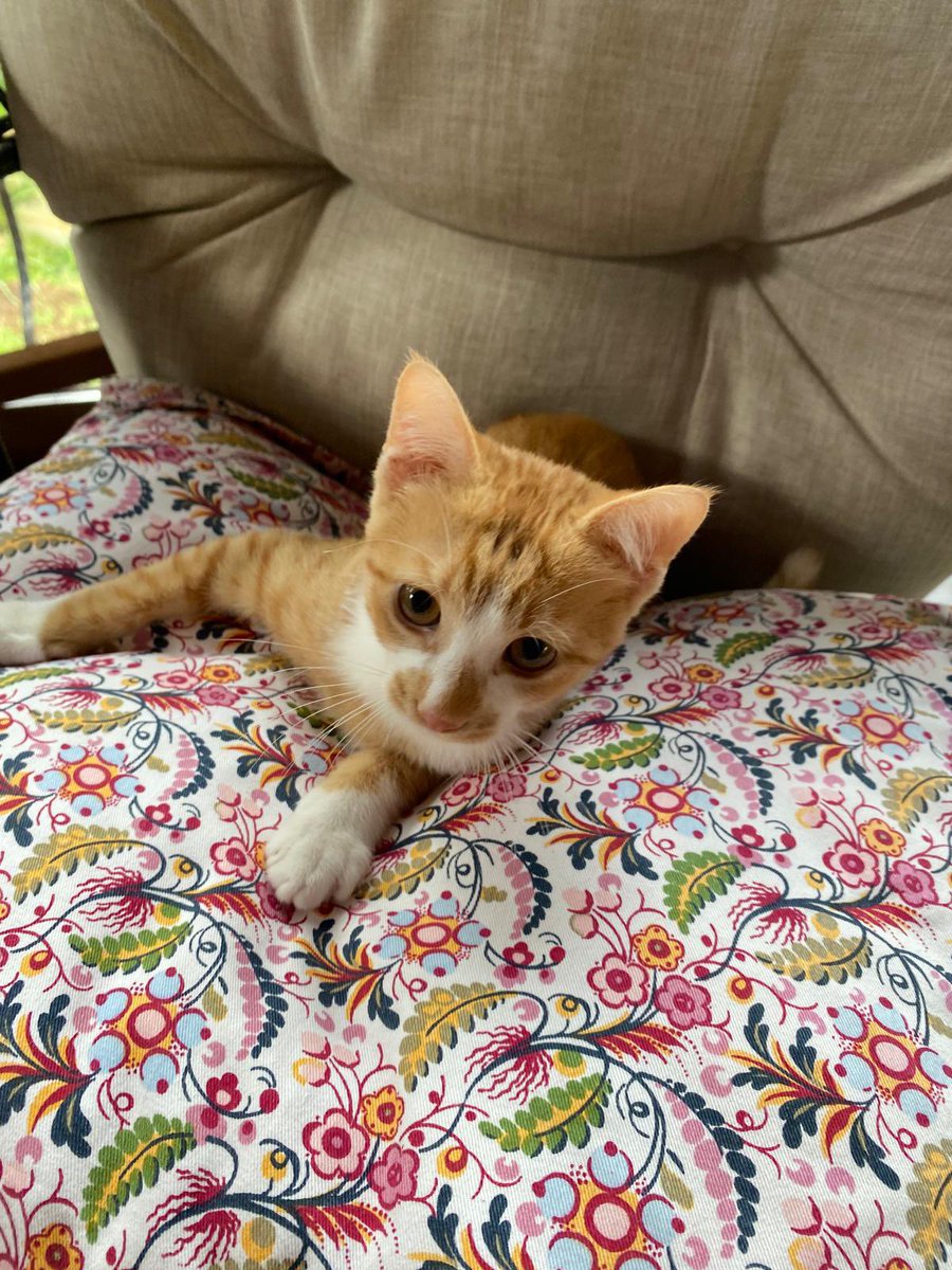 cattingwoman's tweet photo. hiç yuva aradığım yavru yokmuş gibi ısrarla gelen bu kedinin mesajına kıyamadım artık
belki isteyen olur sarman diye😃 
istanbul’da 
3 aylık erkek yuva arıyormuş https://t.co/j0ig9yREqc