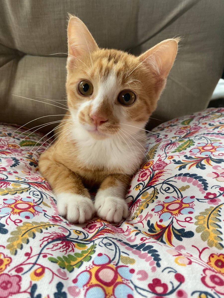 cattingwoman's tweet photo. hiç yuva aradığım yavru yokmuş gibi ısrarla gelen bu kedinin mesajına kıyamadım artık
belki isteyen olur sarman diye😃 
istanbul’da 
3 aylık erkek yuva arıyormuş https://t.co/j0ig9yREqc